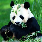 动物拼图游戏