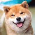 秋田犬模拟器游戏安卓手机版v1.0.1