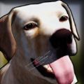 狗舍模拟器3D游戏安卓版(DogShelter3D)v2.0