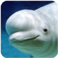 白鲸游戏(TheBelugaWhale)v1.0.1