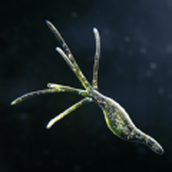 孢子的开始下载包