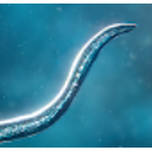 比奥尼克斯手游