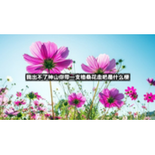 我出不了神山你带一支格桑花走吧是什么梗