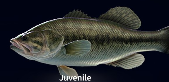 荒野的召唤垂钓者鱼类图鉴大全