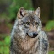 森林狼生存模拟器手游