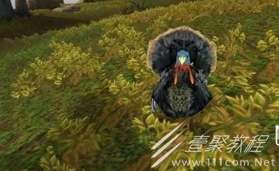 魔兽世界怀旧服wlk感恩节火鸡位置分享
