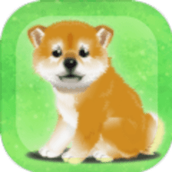 养育柴犬的治愈下载安装