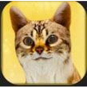 怀孕的猫和可爱的小猫游戏