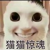 猫鼠特工猫猫惊魂手游