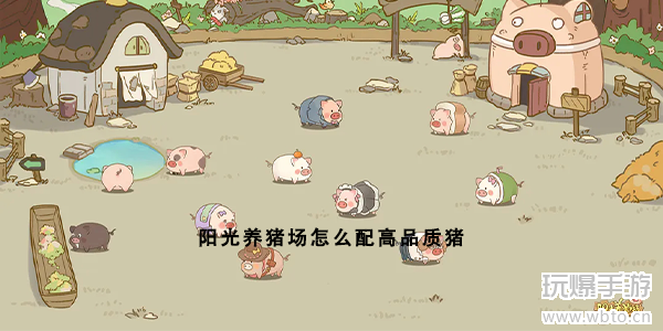 阳光养猪场怎么配高品质猪-高品质猪怎么获得