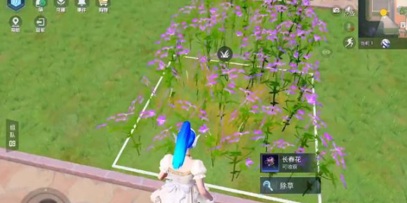 和平精英花圃种子如何获取