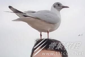 海鸥会为我停留而你呢梗意思介绍