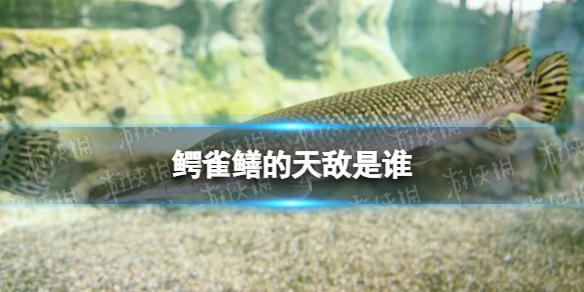 鳄雀鳝的天敌是谁-鳄雀鳝天敌介绍