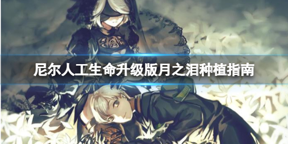 《尼尔人工生命升级版》月之泪怎么种植？月之泪种植指南分享