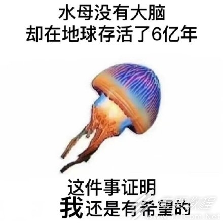 我其实是一只水母没有脑子是什么梗一览