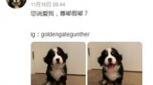尊嘟假嘟啥意思真嘟假嘟什么意思网络用语