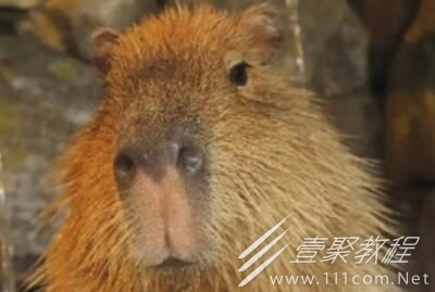 豚门梗含义一览