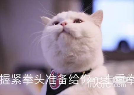 那马户又鸟梗是什么意思详情