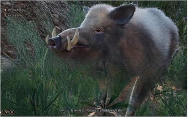 《博德之门3》野猪位置