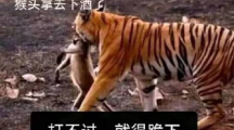 黑神话悟空表情包有哪些黑神话悟空表情包图片分享