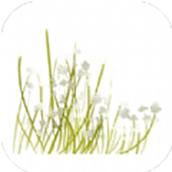 采野花下载安装