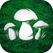 真实采蘑菇模拟器免费正版