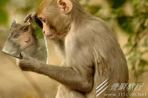 猴子行为梗的来源是什么