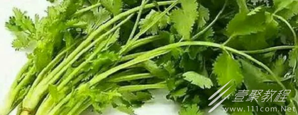 男生说吃香菜梗是什么意思