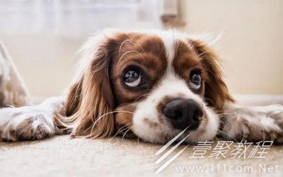 大学生遛狗梗的意思