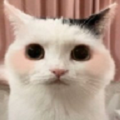 猫猫养成模拟器下载