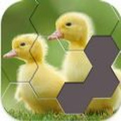 绝美照片拼图免费正版