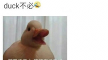 duck不必是什么意思duck不必含义及出处