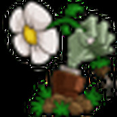 植物大战僵尸pc版