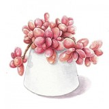 多肉花草日记App