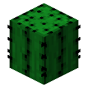 我的世界仙人掌怎么种 仙人掌种植方法一览