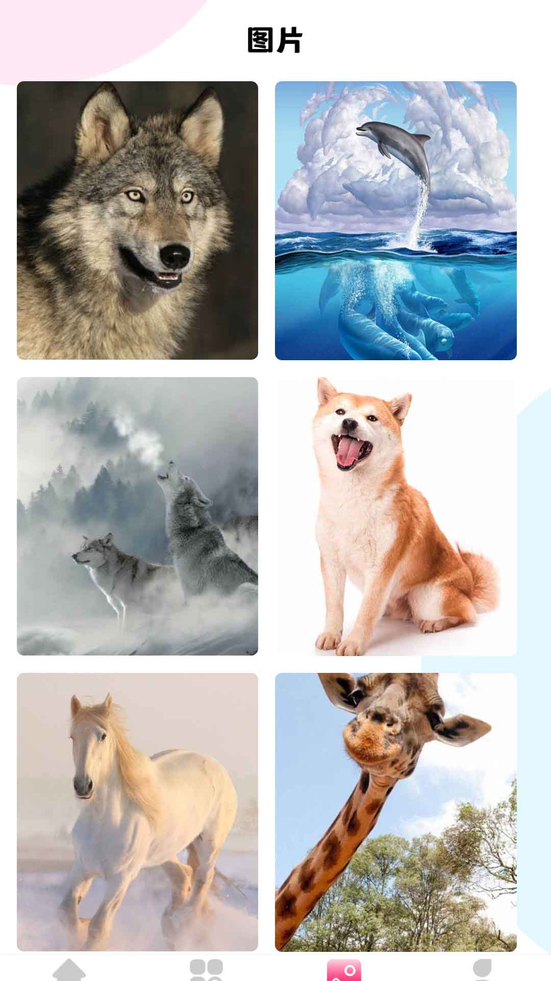 最强动物园app 1