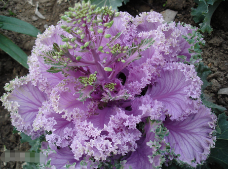 羽衣甘蓝中国叫什么？为什么叫羽衣甘蓝？