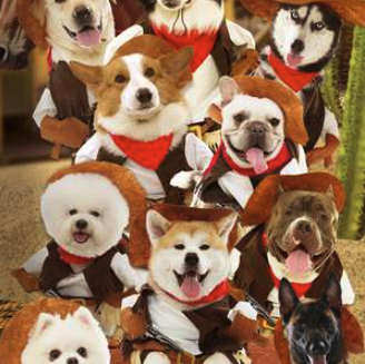 营救汪星人阿里云盘无删减在线观看下载-营救汪星人阿里云盘资源下载4K高清无删减版链接