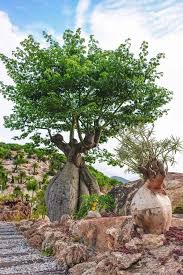 神奇植物园好玩吗