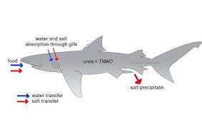 鲨鱼是否需要饮用海水来补充水分