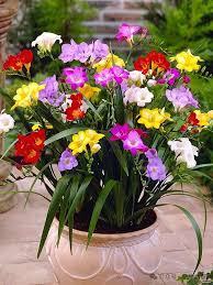 我的花园世界小苍兰怎么样