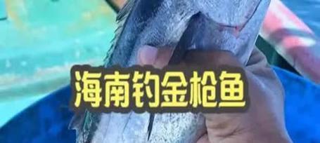 《捕捞珊瑚岛黄鳍金枪鱼的技巧与经验》（探寻珊瑚岛上黄鳍金枪鱼的最佳捕捞方法）-第3张图片-