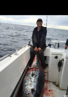 《捕捞珊瑚岛黄鳍金枪鱼的技巧与经验》（探寻珊瑚岛上黄鳍金枪鱼的最佳捕捞方法）