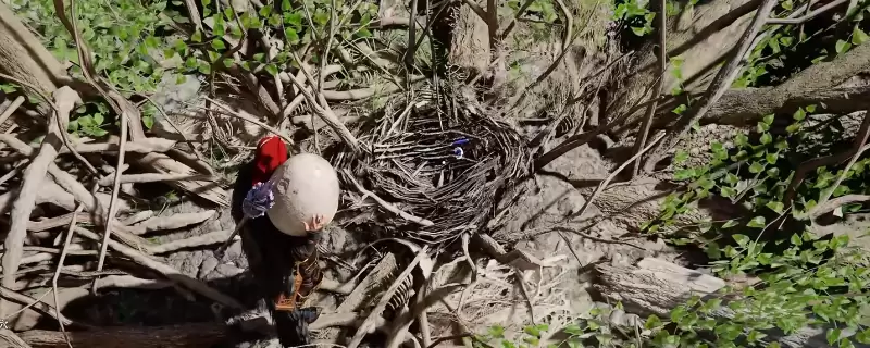《红色沙漠》小飞龙宠物获得方法介绍