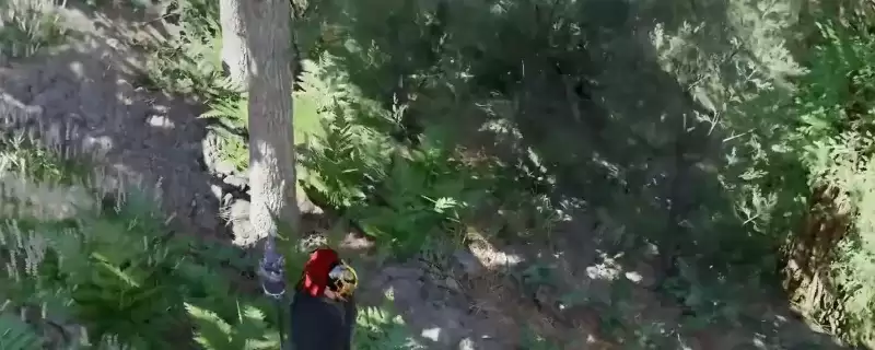 红色沙漠浣熊宠物获得方法详解-佩伦城森林商店攻略
