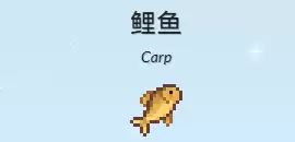 鲤鱼 鲤鱼