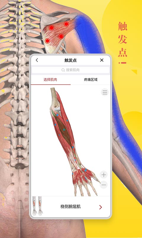 3dbody解剖图 1