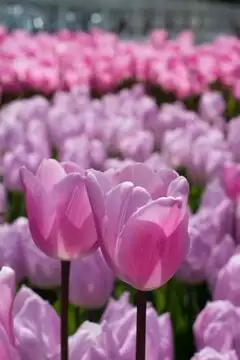 我的花园世界梦紫郁金香如何获取
