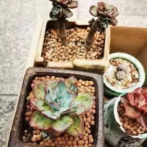 Garden-in换盆妙用有哪些