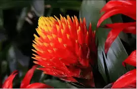 我的花园世界凤梨花如何-我的花园世界凤梨花怎么样